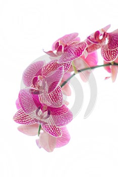 Orchids