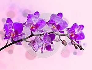 Orchids