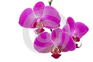 Orchids