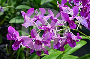 Orchids