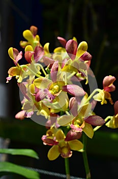 Orchids