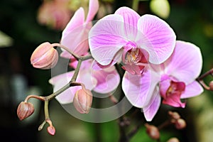 Orchids