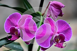 Orchids