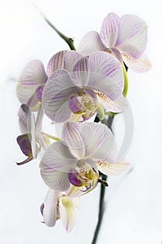 Orchids