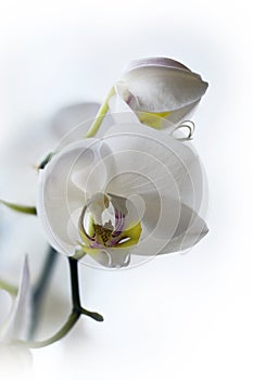 Orchids