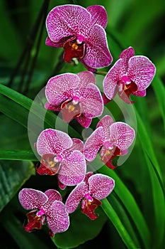 Orchids