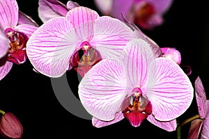 Orchids-7