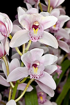 Orchids