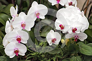 Orchids-8