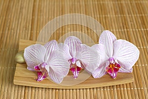 Orchids on bamboo mat abstract asian food unique concept