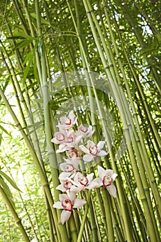 Orchids and Bamboo Stalks photo