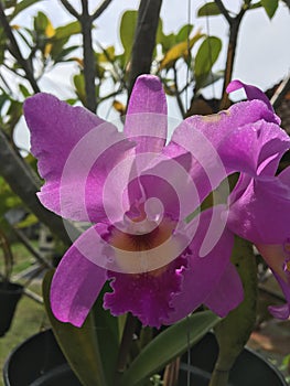 Orchids are a beautiful and distinctive type of flower that is also one of the most diverse.