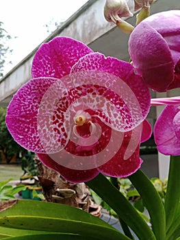 orchids are beautiful and enchant at heart