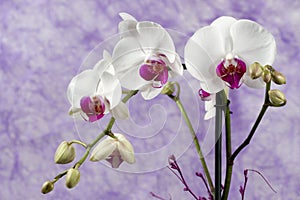 Orchids