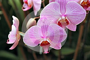 Orchids beauty 1