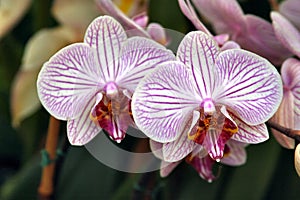 Orchids beauty 2