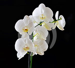 Orchids on black background