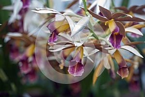 Orchids in bloom