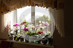 Orchids blooming in flower pots on window sill. Orchid flowers, home window, colorful bright orchids