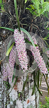 orchids blooming in nature
