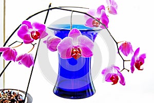 Orchids and blue vase