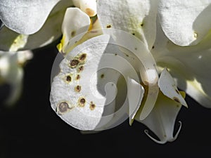 Orchids and Botrytis Fungus. An evil and scary fungus on Orchids. Close up