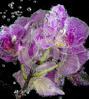 Orchids with bubbles close up on black background