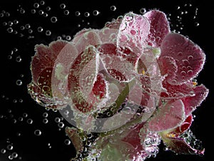 Orchids with bubbles close up on black background