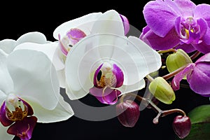 Orchids and buds