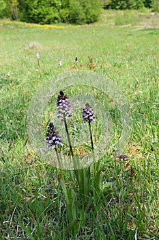 Orchids in chalk grassland on limestone in the valley Gros Tienne Belgium