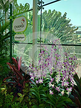 Orchids at Changi Airport
