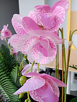 Orchids in China have many meanings.  It symbolizes fertility, purity, success and good luck.