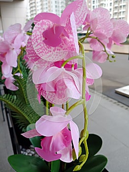 Orchids in China have many meanings.  It symbolizes fertility, purity, success and good luck.