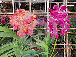 Orchids are classified as monocotyledons. photo