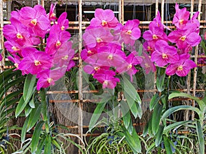 Orchids are classified as monocotyledons. photo