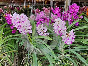 Orchids are classified as monocotyledons.