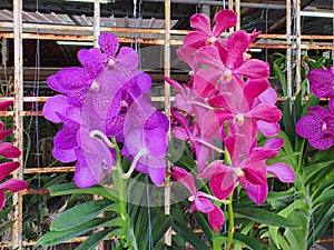 Orchids are classified as monocotyledons. photo