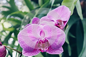 Orchids close up or Pink Phalaenopsis or Moth dendrobium Orchid flower for postcard beauty and agriculture idea concept design