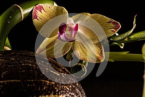 Orchids with coccnut