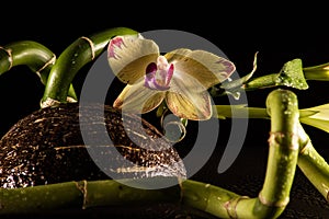 Orchids with coccnut