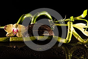 Orchids with coccnut