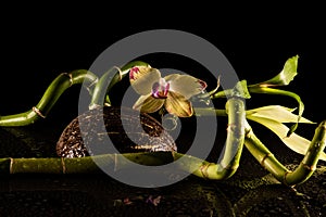 Orchids with coccnut