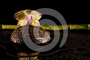 Orchids with coccnut