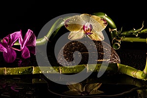 Orchids with coccnut