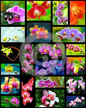 Orchids collage photo