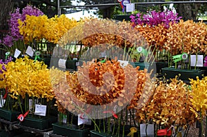 Orchids Competition