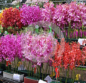 Orchids Competition