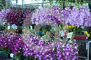 Orchids Competition