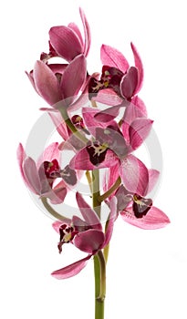 Orchids cymbidium flower photo