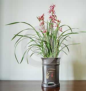 Orchids cymbidium flower with Chinese style flowerpot